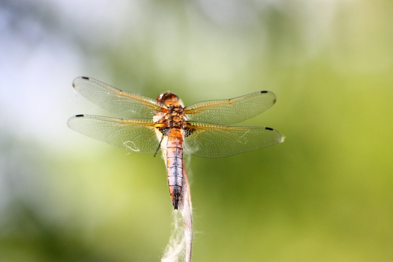 Libellula ID?